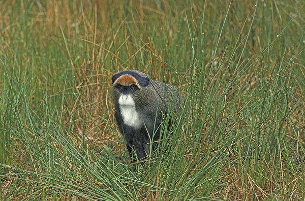 Brazza Nın Maymunu Cercopithecus Evertus — Stok fotoğraf