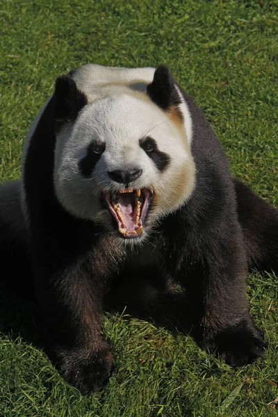 Panda Olbrzymia Ailuropoda Melanoleuca Ziewanie Dorosłych — Zdjęcie stockowe
