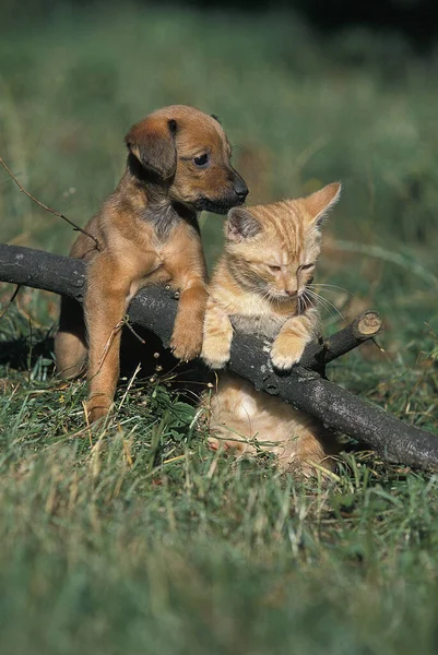 Pup Kitten Standing Grassi — Foto Stock