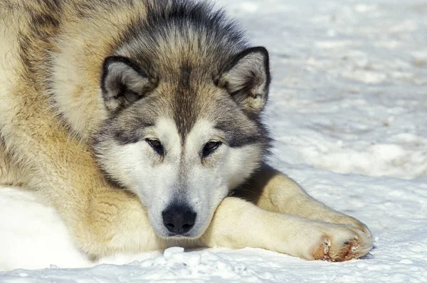 Siberische Husky Volwassen Rustend Sneeuw — Stockfoto