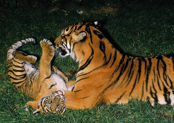 Tigre Sumatra Pantera Tigris Sumatrae Madre Cachorro Jugando — Foto de Stock