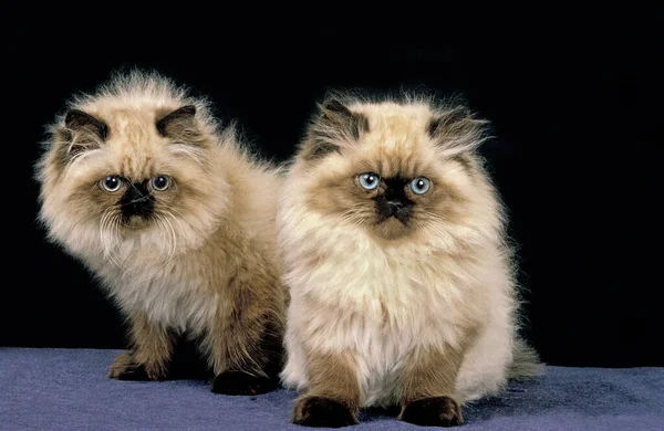 Renk Noktası Farsça Evcil Kedi Kedi Yavruları Kara Arkaplana Karşı — Stok fotoğraf