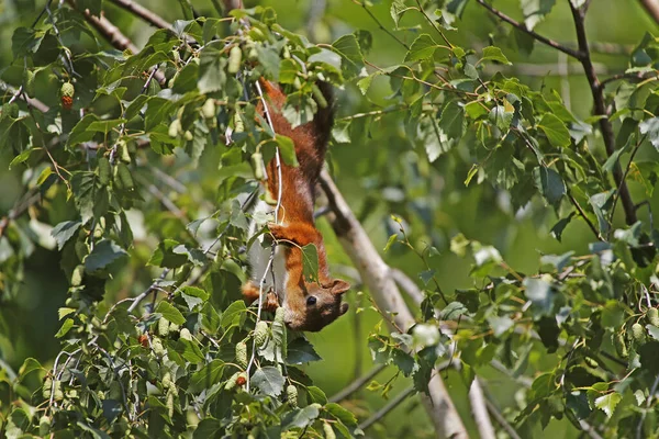 Red Squirrel Sciurus Vulgaris Adult Hanging Branch Auvergne France — Stock fotografie