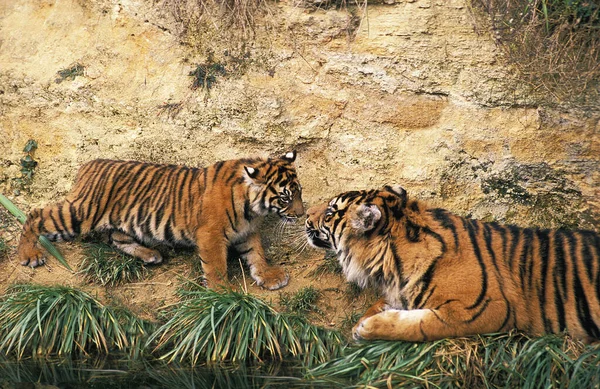 Tigre Sumatra Panthera Tigris Sumatrae Madre Cachorro — Foto de Stock