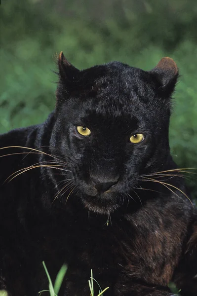 Pantera Negra Pantera Pardus Colocación Adultos Sobre Hierba —  Fotos de Stock