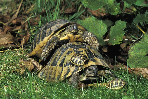 Tortue Hermann Testudo Hermanni Adultes Jeunes — Photo