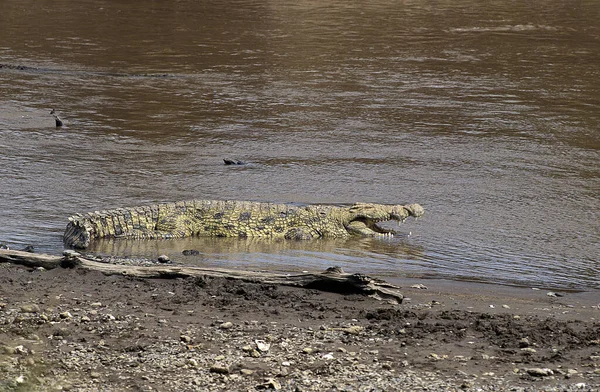 Nilo Crocodile Crocodylus Niloticus Adult Entering River Masai Mara Park — Foto de Stock