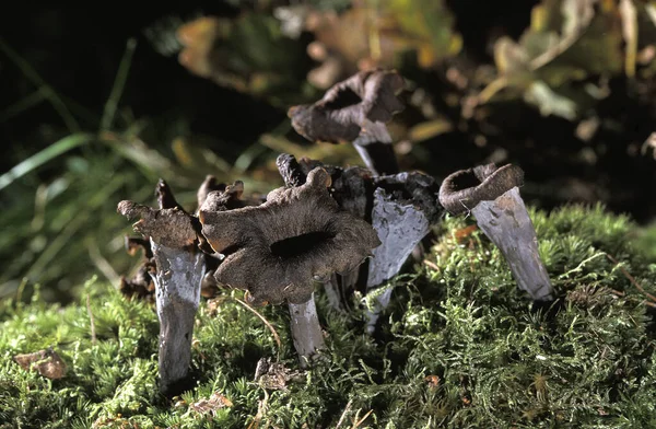 Horn Plenty Mushroom Craterellus Cornucopioides Cogumelos Comestíveis — Fotografia de Stock