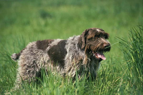 Griffon Poils Durs Chien Cortal — Photo