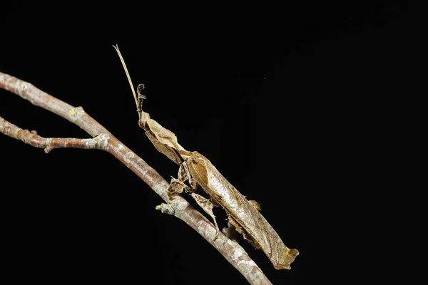 Mantis Empusa Inseto Mimético Adulto Contra Blackground — Fotografia de Stock