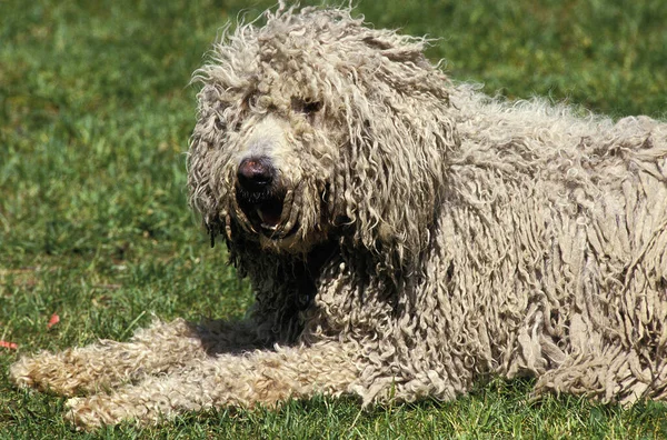 Komondor Dog Dorosły Leżący Trawniku — Zdjęcie stockowe