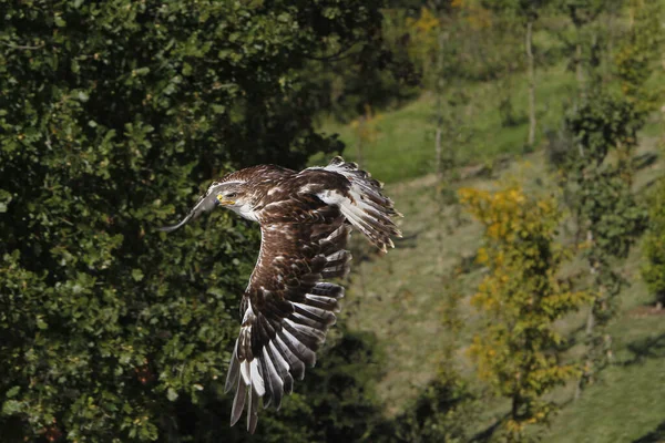 Common Buzzard Buteo Buteo Adult Flight — Stock fotografie