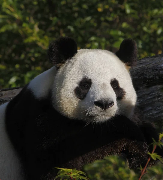 Panda Olbrzymia Ailuropoda Melanoleuca Odpoczynek Dla Dorosłych — Zdjęcie stockowe