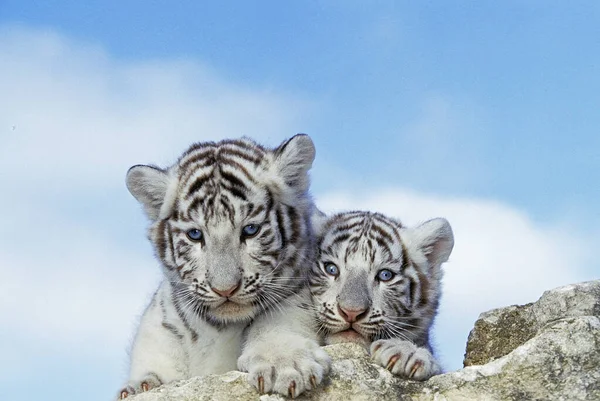Белый Тигр Пантера Куб — стоковое фото