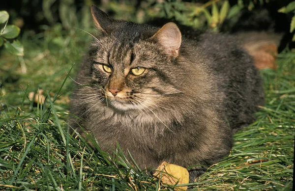 Skogkatt Hauskatze Erwachsener Liegt Auf Gras — Stockfoto