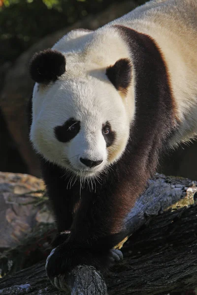 Panda Géant Ailuropoda Melanoleuca — Photo