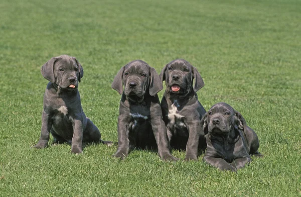 Napolitaanse Mastiff Dog Pup Staand Gazon — Stockfoto