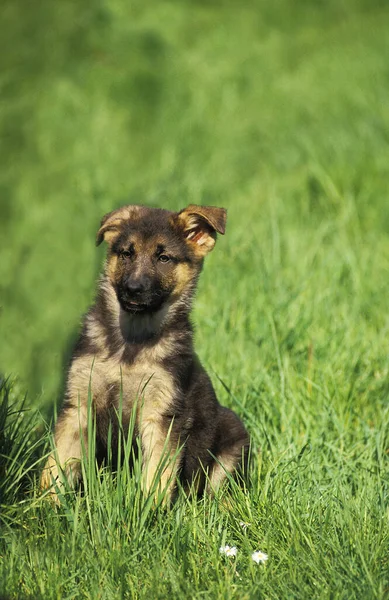 German Shepherd Dog Filhote Sentado Grama — Fotografia de Stock