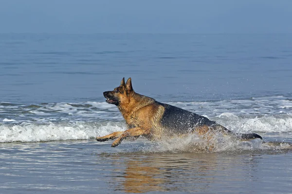 Pastor Alemão Masculino Jogando Ondas Praia Normandia — Fotografia de Stock