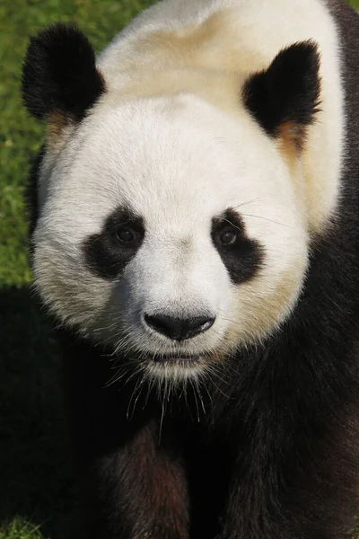 Panda Olbrzymia Ailuropoda Melanoleuca Portret Osoby Dorosłej — Zdjęcie stockowe