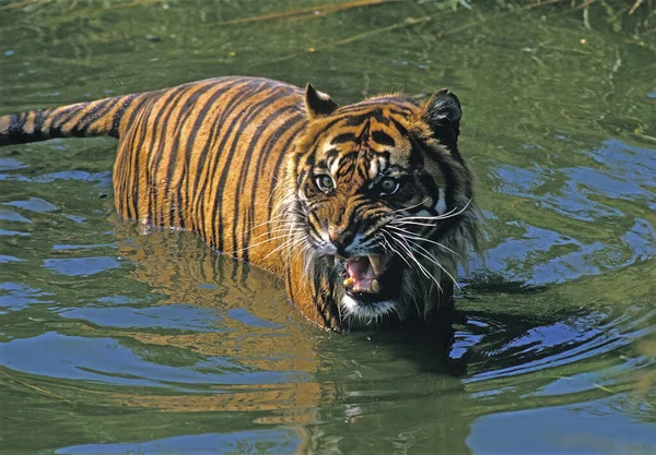 Tigre Siberiano Pantera Tigris Altaica Snarling Adulto Pie Agua — Foto de Stock