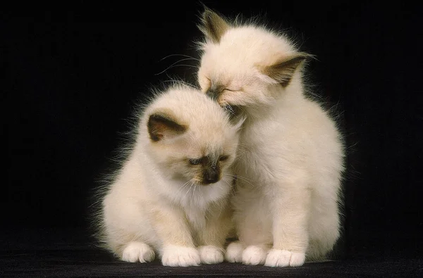 Birmanese Domestic Cat Kittens Проти Чорного Фону — стокове фото