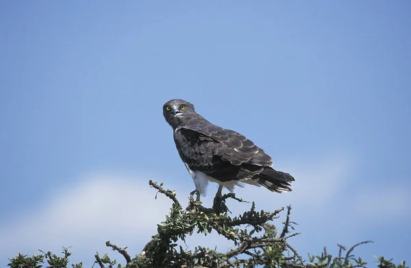 Martial Eagle Polemaetus Bellicosus Branch Masai Mara Park Kenya Duran — Stok fotoğraf