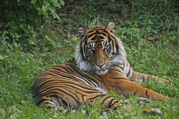 Sumatra Tigre Panthera Tigris Sumatrae Macho Postura — Fotografia de Stock