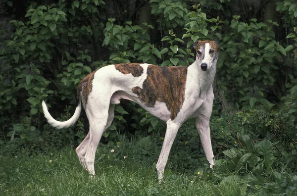 Galgo Macho Fondo Natural — Foto de Stock