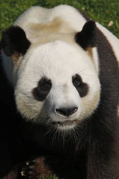 Panda Géant Ailuropoda Melanoleuca Portrait Adulte — Photo