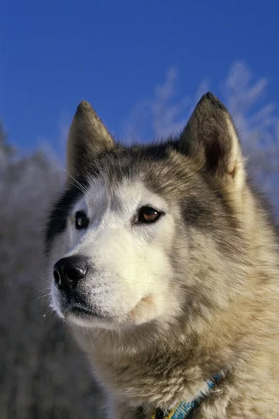 Husky Siberiano Retrato Adulto —  Fotos de Stock