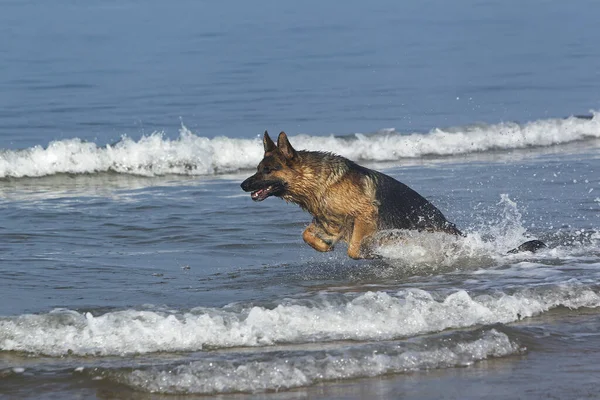 Owczarek Niemiecki Mężczyzna Gra Waves Plaża Normandii — Zdjęcie stockowe