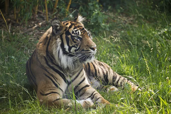 Sumatraanse Tijger Panthera Tigris Sumatrae Man — Stockfoto