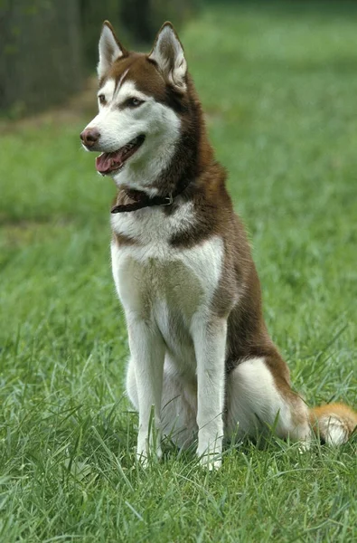 Σιβηρίας Husky Ενηλίκων Κάθεται Στο Γρασίδι — Φωτογραφία Αρχείου