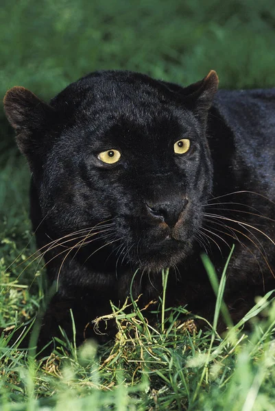 Panthère Noire Panthera Pardus Adulte Étendu Sur Herbe — Photo