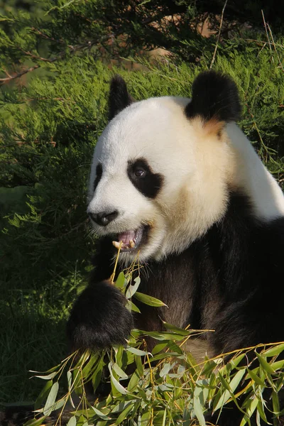 Óriás Panda Ailuropoda Melanoleuca Felnőtt Evő Bambusz Levelek — Stock Fotó