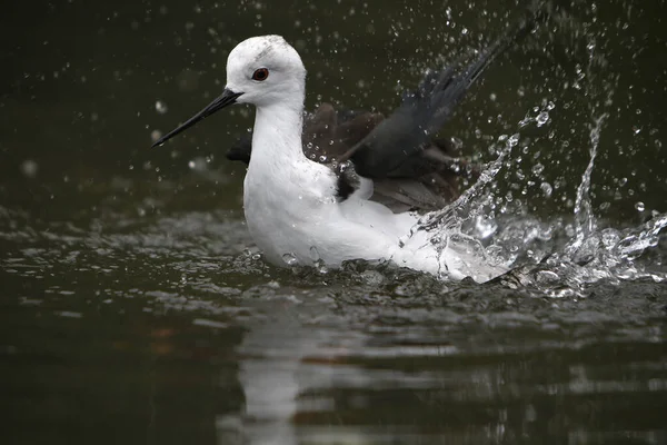 Czarnoskrzydły Stilt Himantopus Himantopus Adult Having Bath Pireneje Południu Francji — Zdjęcie stockowe