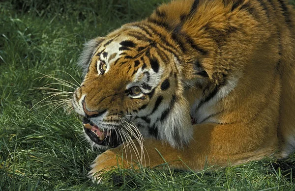 Sibiřský Tygr Panthera Tigris Altaica Dospělý Vrčící — Stock fotografie