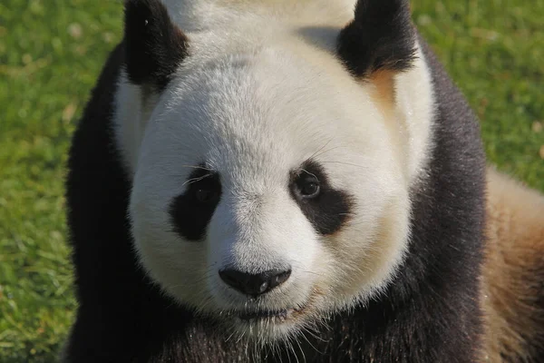Óriás Panda Ailuropoda Melanoleuca Felnőttportré — Stock Fotó