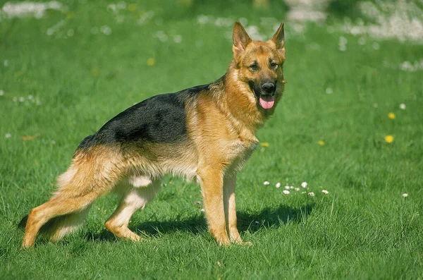 德国牧羊犬 站在草地上的雄性 — 图库照片