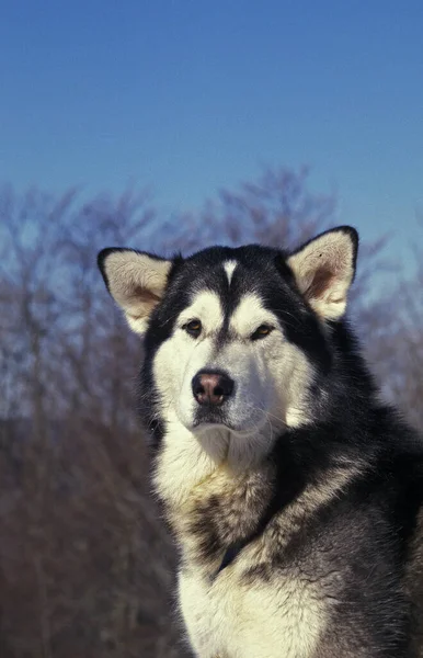 Alaskan Malamute Dog Portrait Adult — 스톡 사진