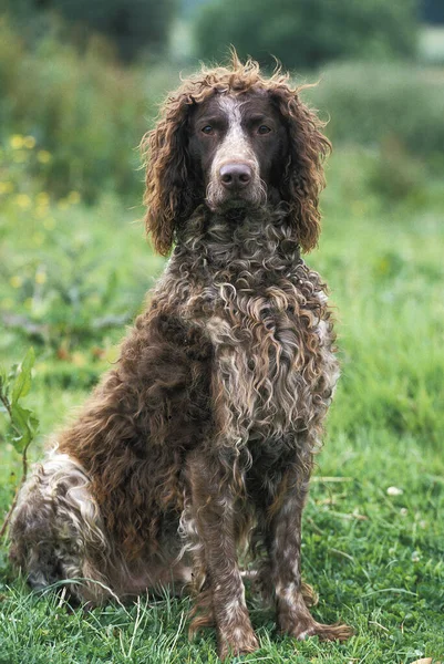 Pont Audemer Spaniel, Çimlerin üzerinde oturan Yetişkin  