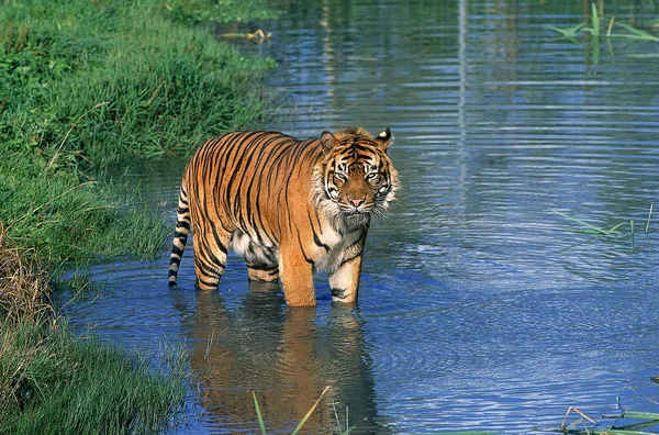 Sumatran Tiger Panthera Tigris Sumatrae Vuxen Stående Vatten — Stockfoto