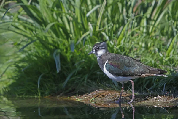 Kuzey Lapwing Vanellus Vanellus Fransa Nın Güneyinde Pireneler — Stok fotoğraf