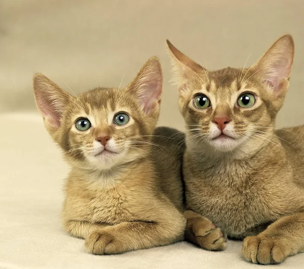 Red Abyssinian Gato Doméstico Madre Gatito Puesta —  Fotos de Stock