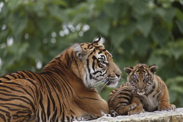 Sumatraanse Tijger Panthera Tigris Sumatrae Moeder Welp — Stockfoto