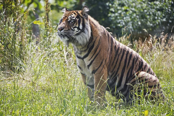 Sumatra Tigre Panthera Tigris Sumatrae Masculino — Fotografia de Stock