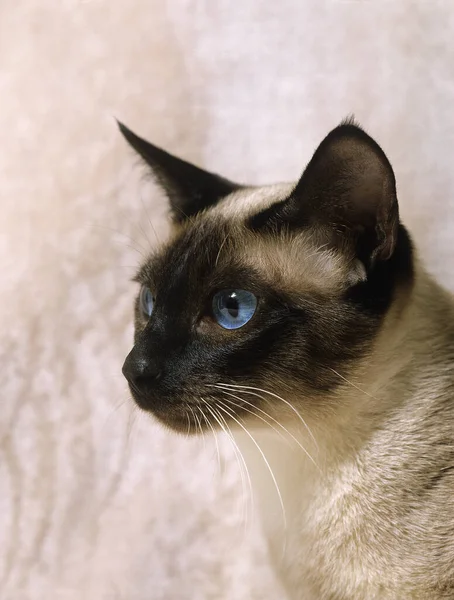 Seal Point Siamese Domestic Cat Portrait Adult — 图库照片