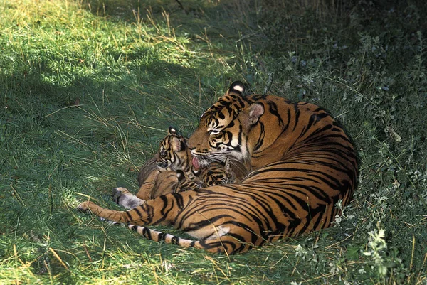 Tigre Sumatra Panthera Tigris Sumatrae Madre Cachorro —  Fotos de Stock