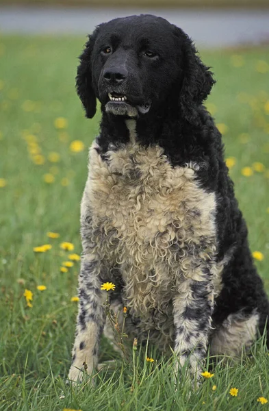 Frisian Water Dog Dospělý Sedí Mezi Květinami — Stock fotografie